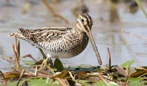 Florida Snipe